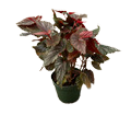 Maculata Pink Spot